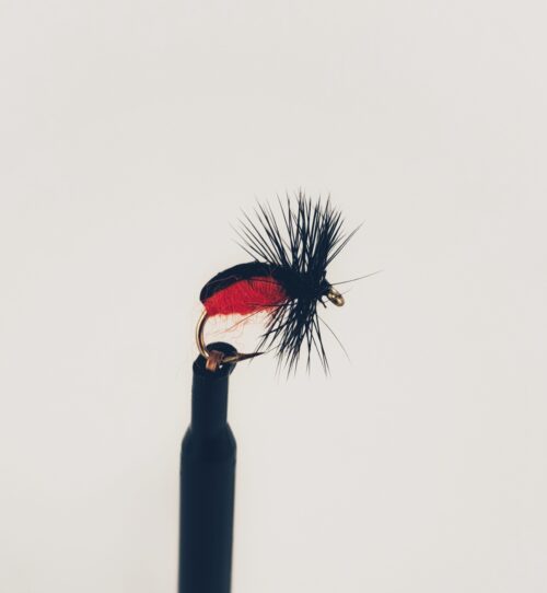 Jassid - Leaf Hopper